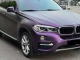 HD Pinot Noir Purple